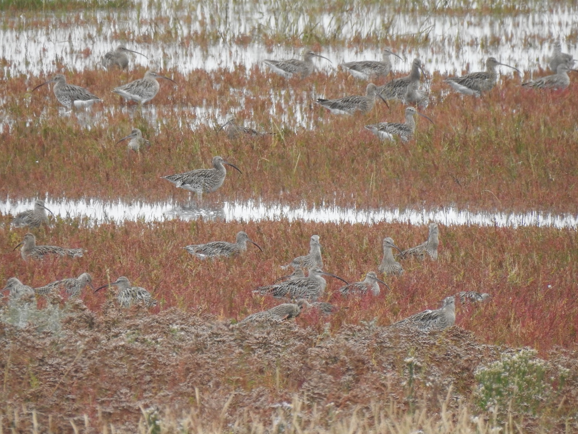 Heerlijke Roots vogelsafari op Texel