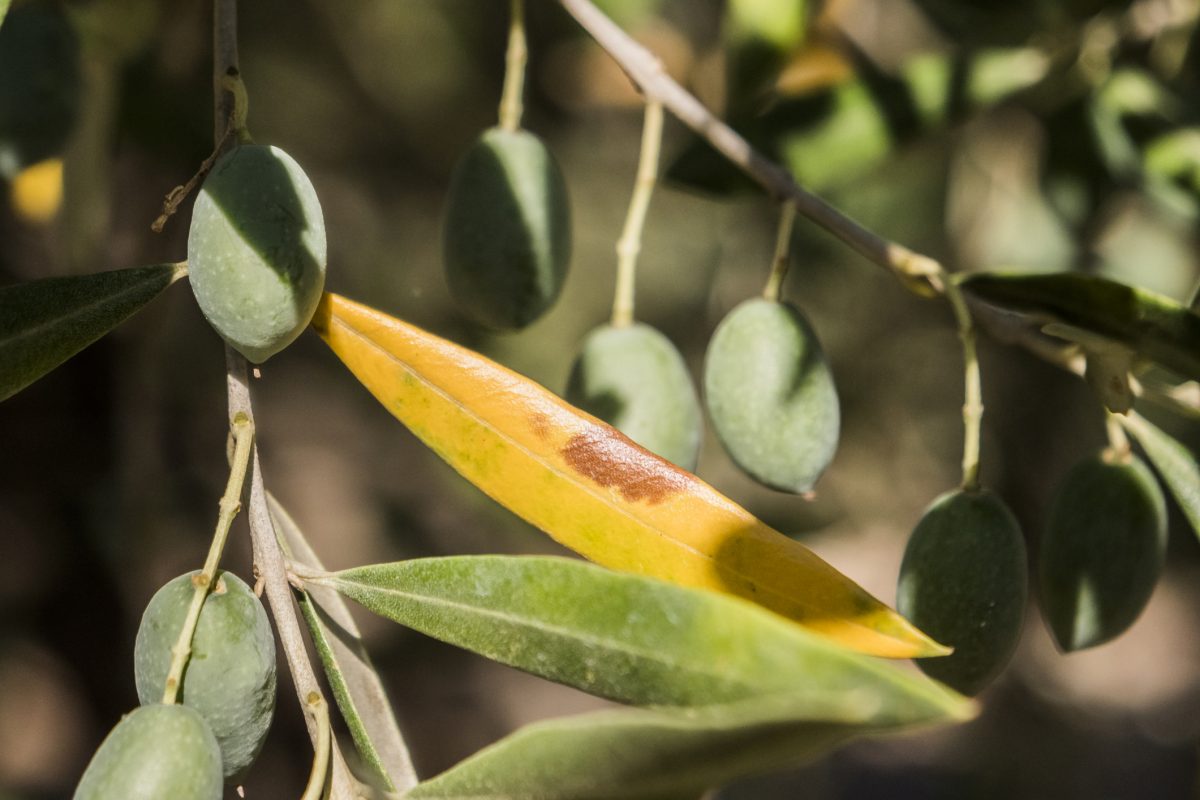 xylella