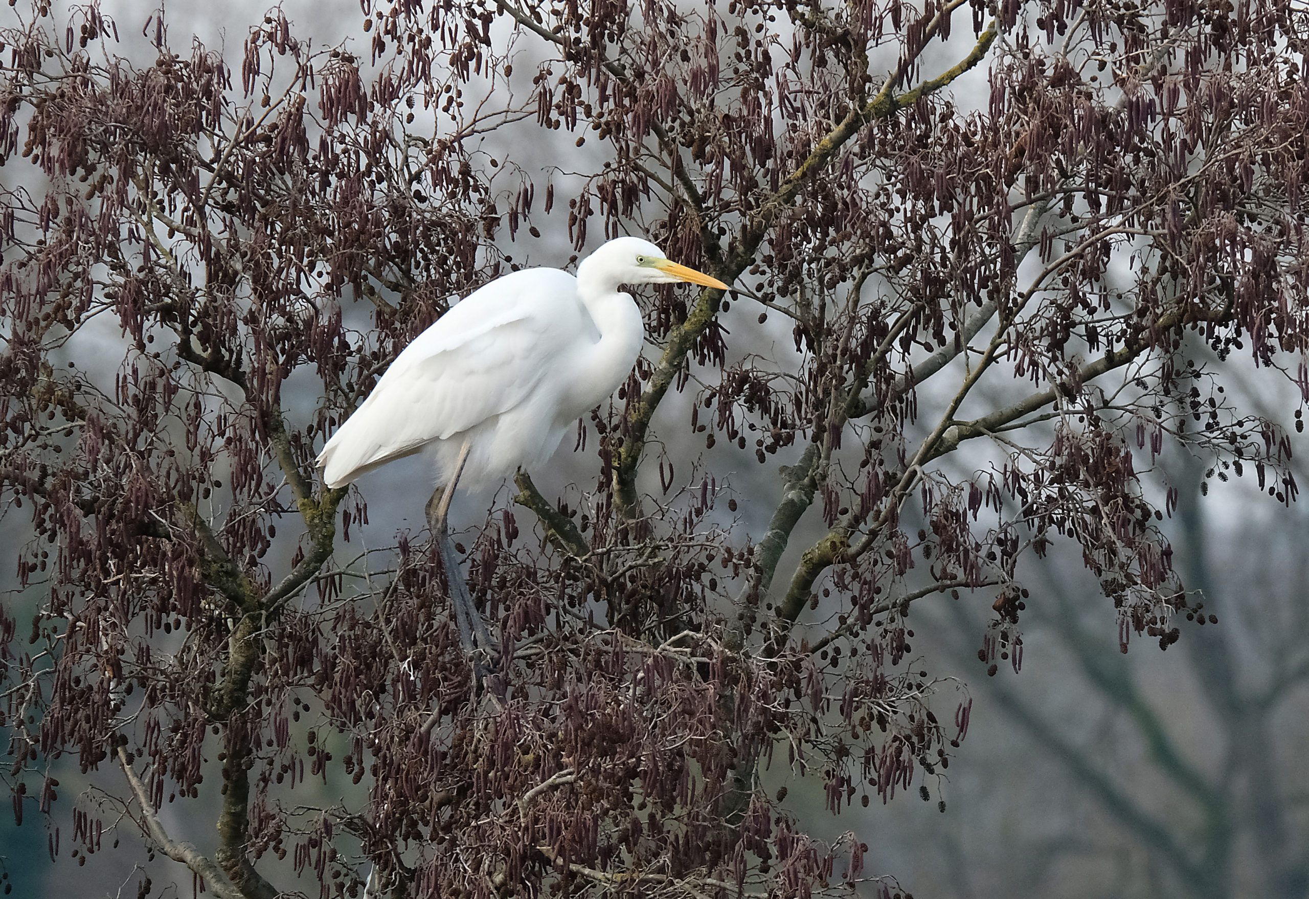 grote zilverreiger roots