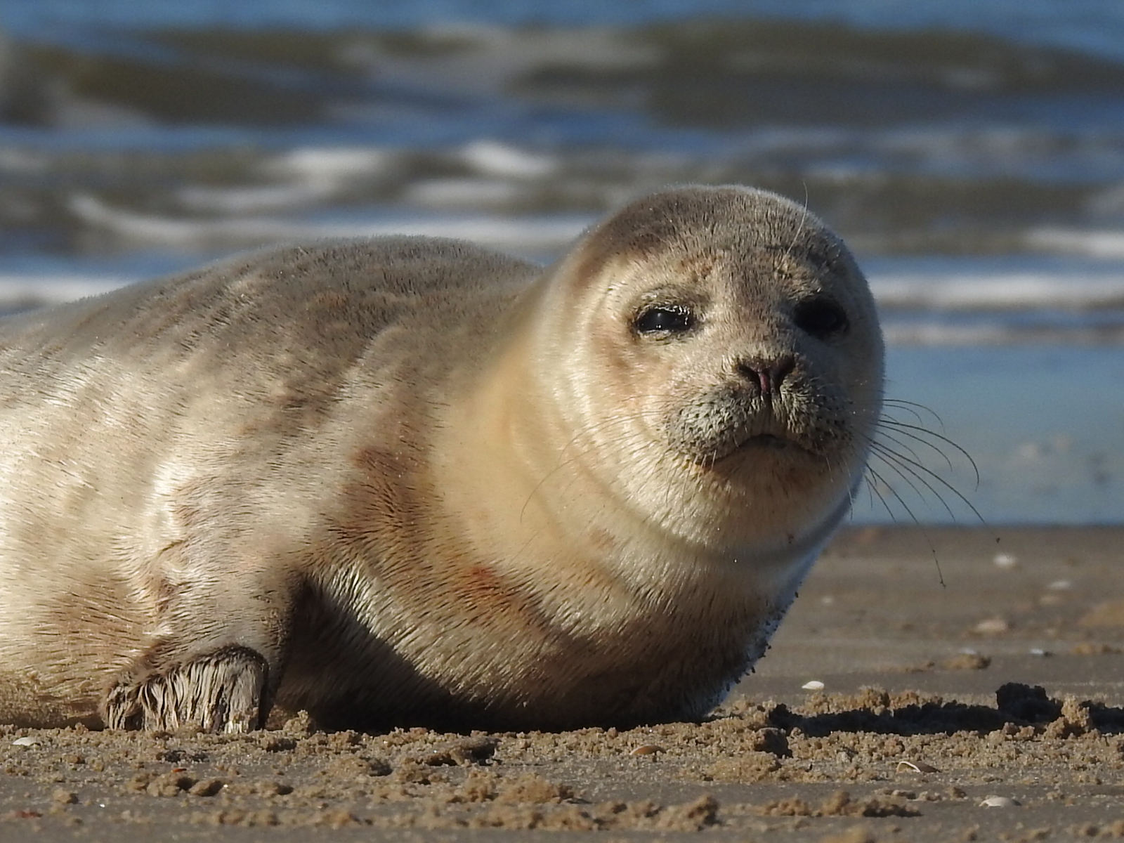 Eerste hulp bij zeehonden ja/nee?