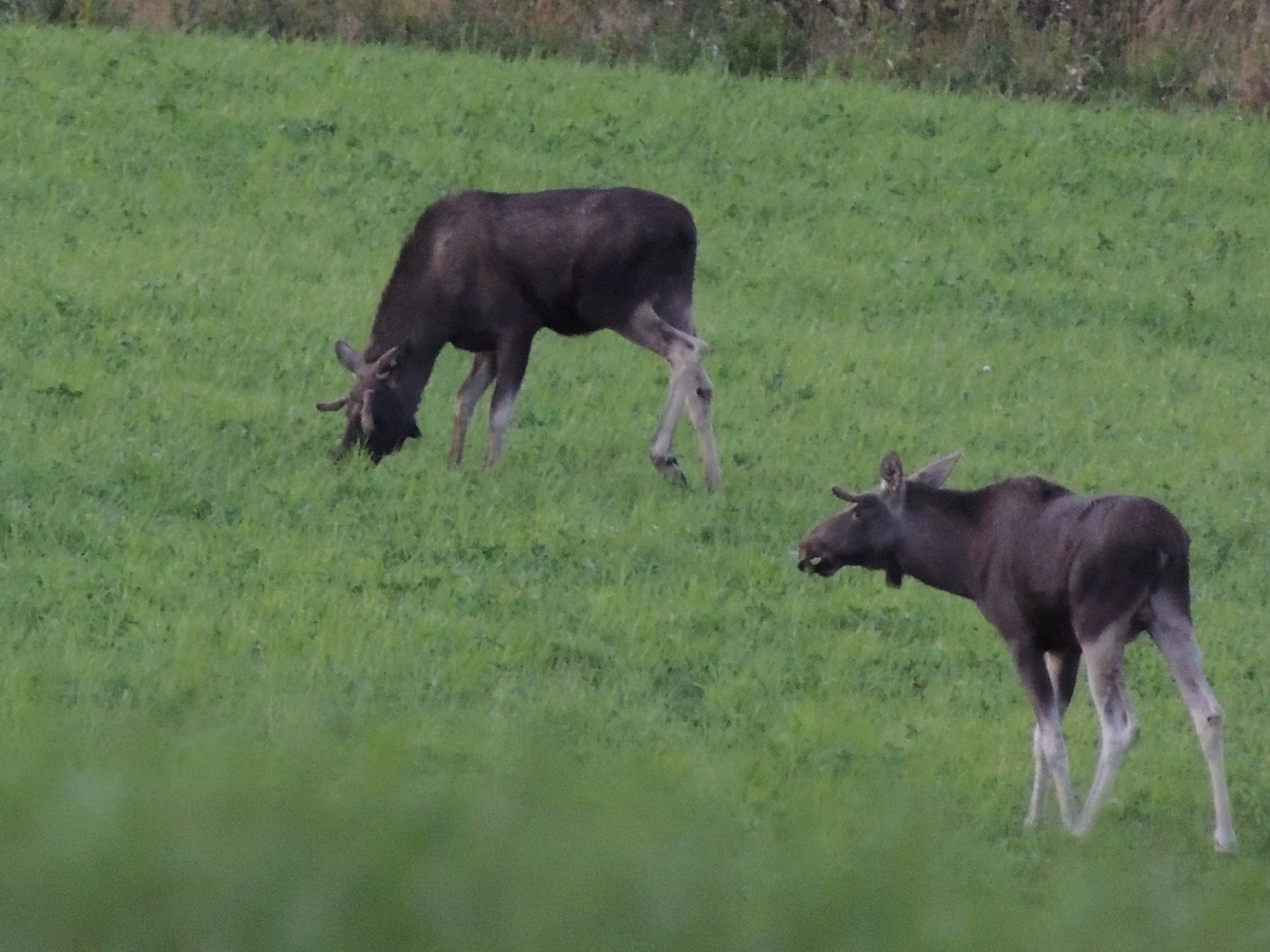 Komt de eland ook naar Nederland