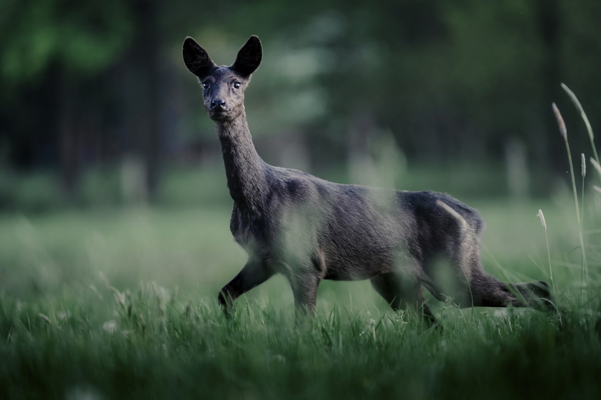 Deel je mooiste ree-ervaring met Roots