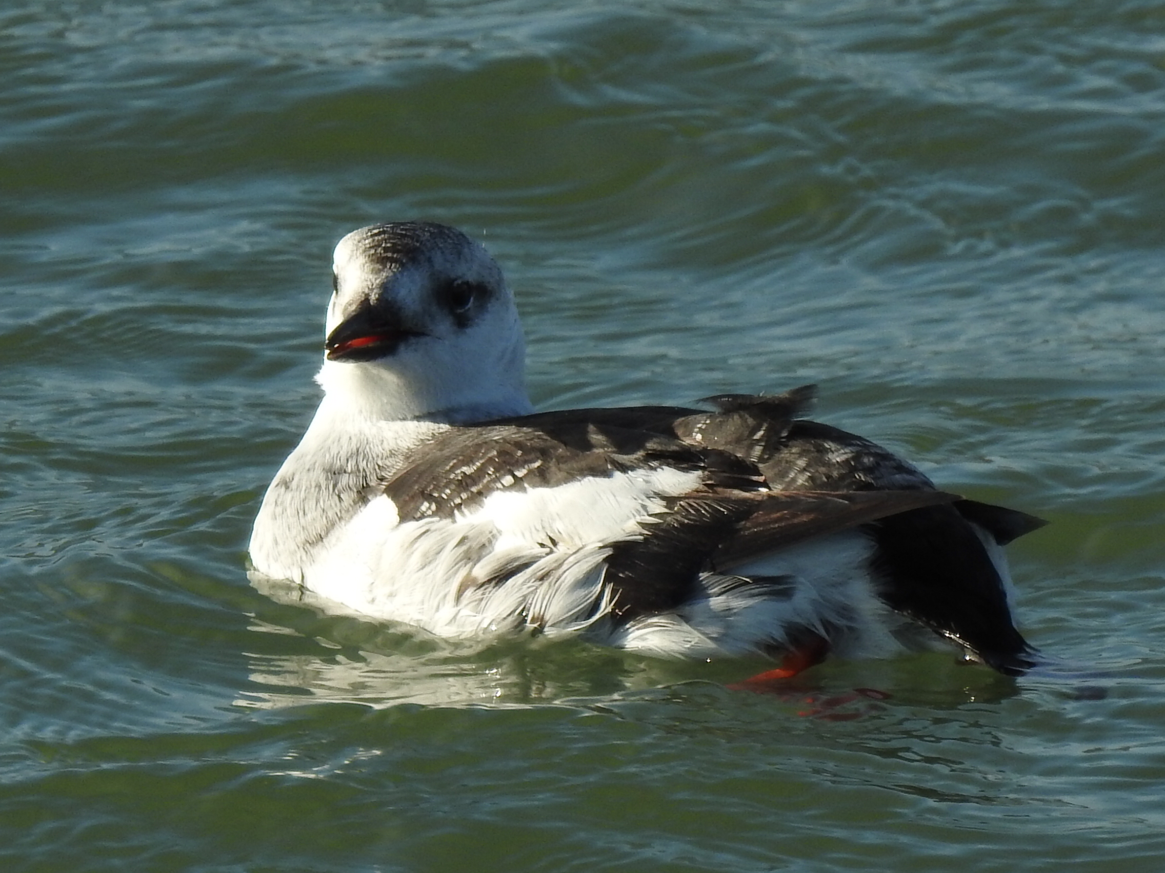 Zeldzame zwarte zeekoet op Texel