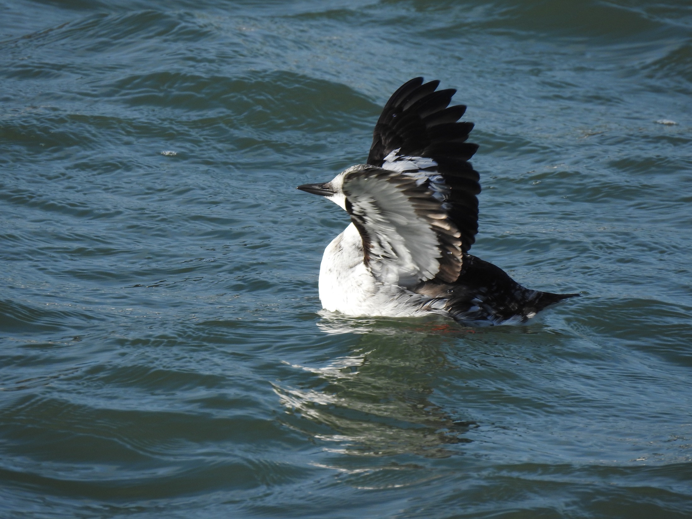 Zeldzame zwarte zeekoet op Texel