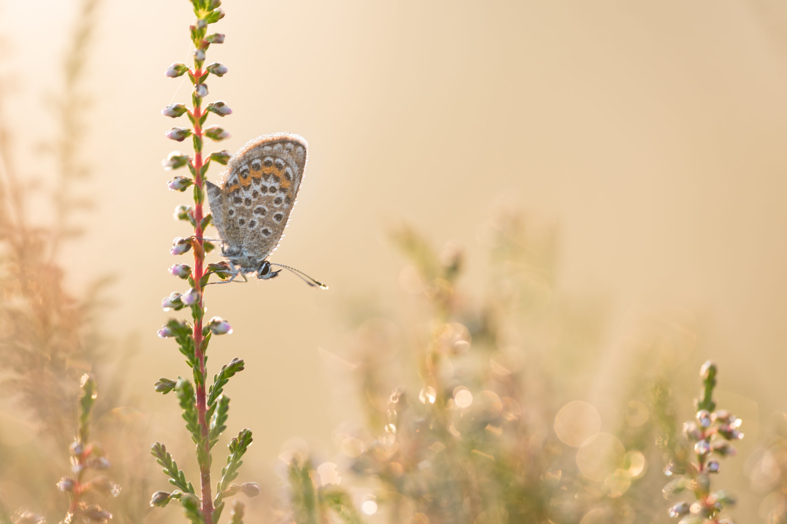 bewoners van de heide