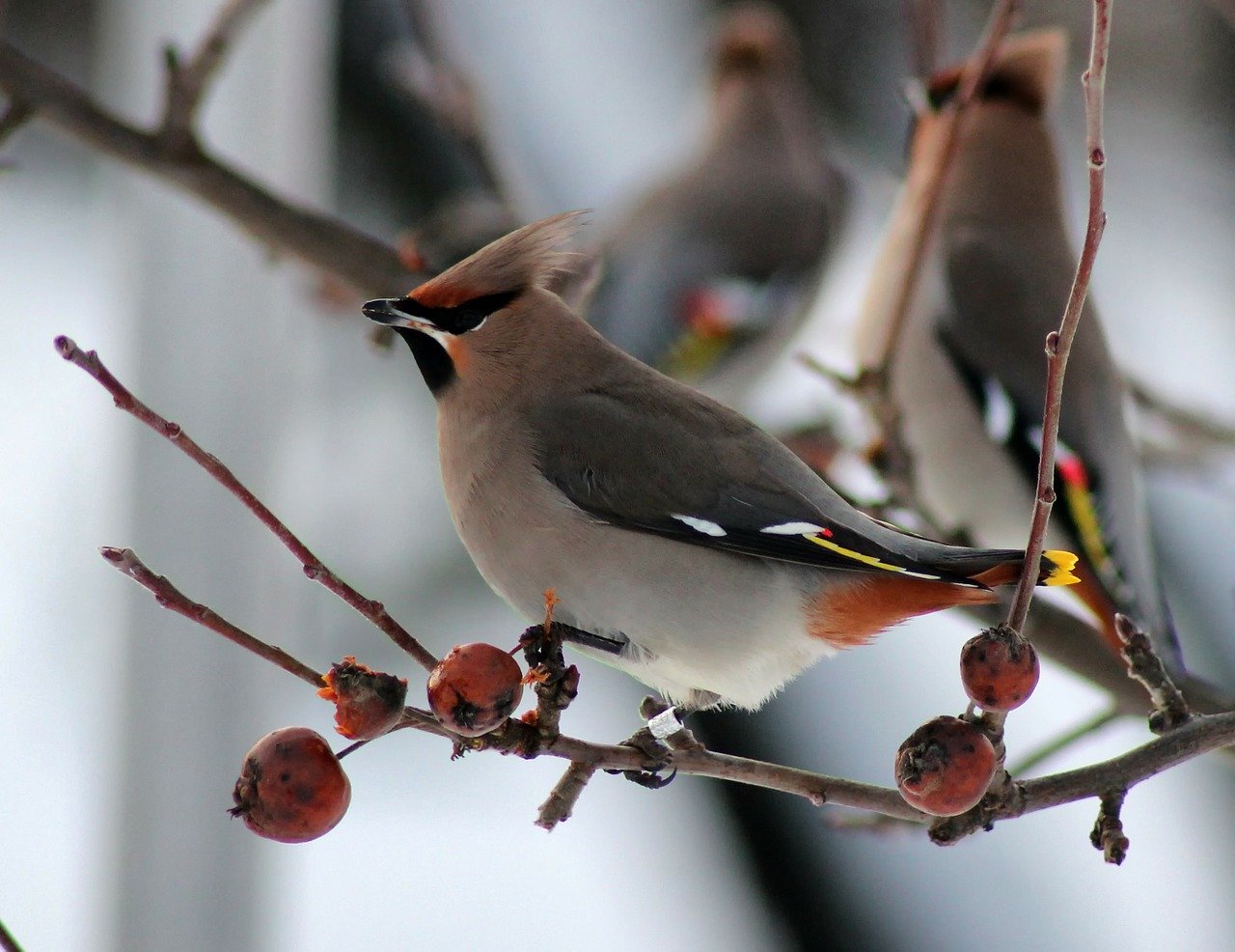 pestvogel