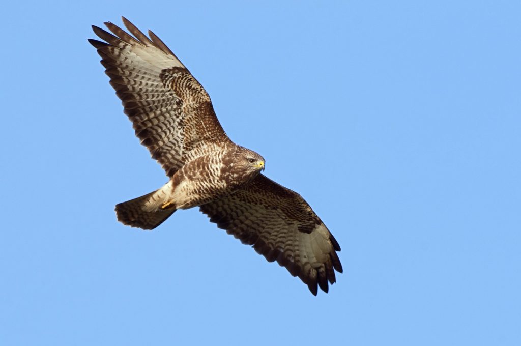 buizerd