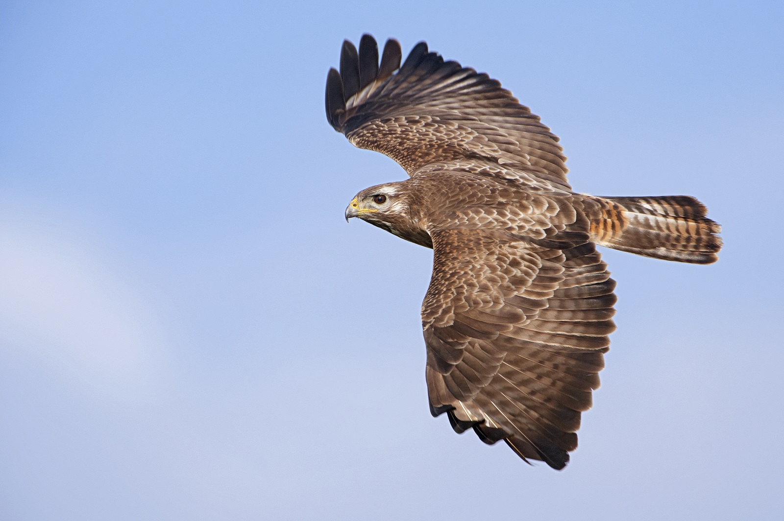 buizerd