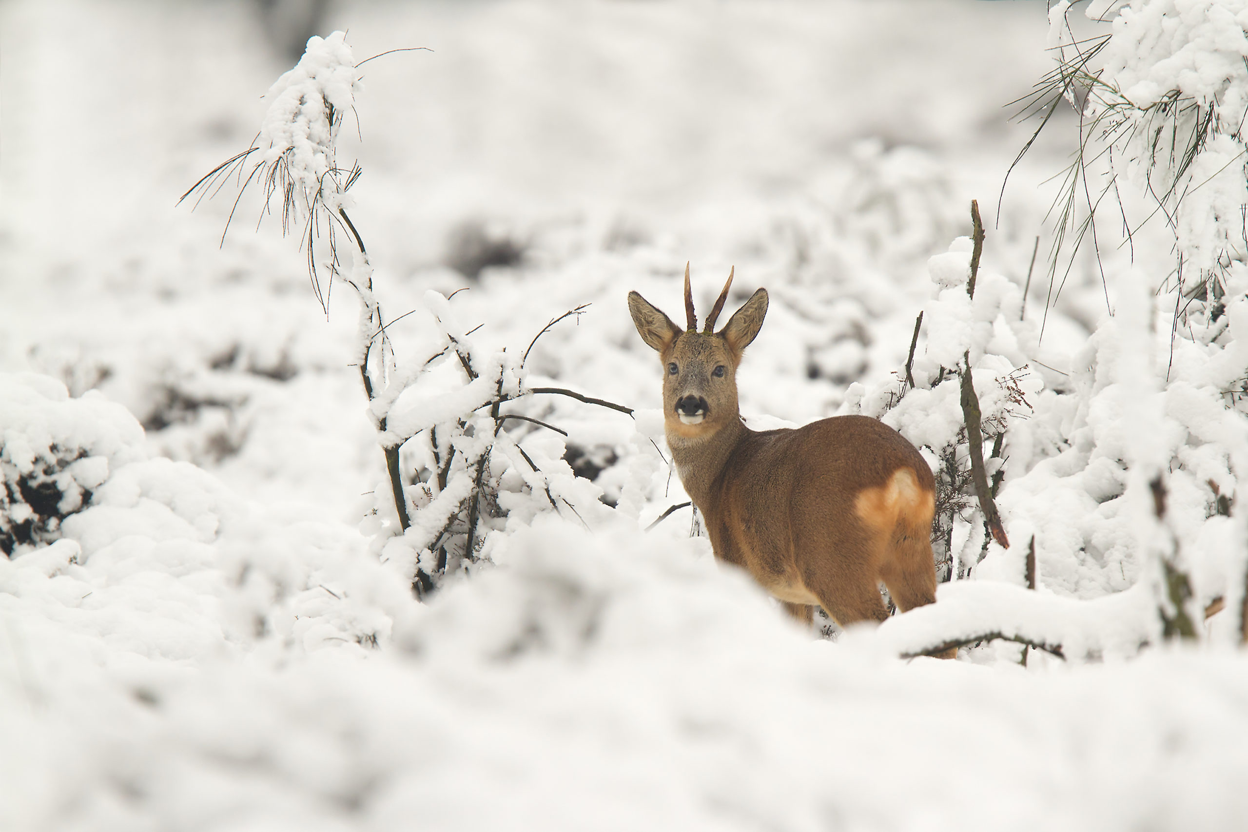 ree in sneeuw