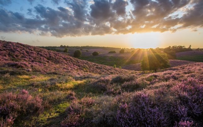 heide fotograferen