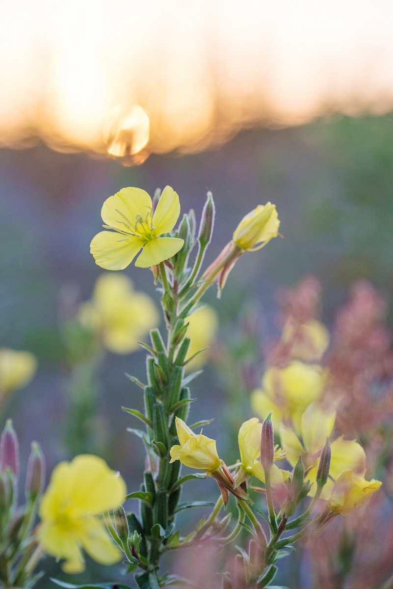 teunisbloem