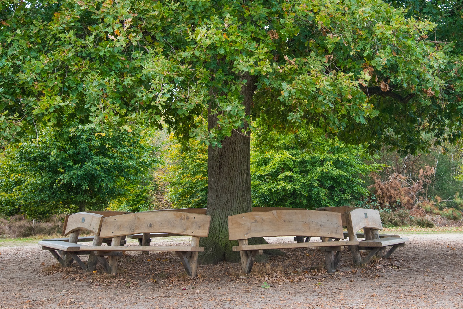 Natuurbankje