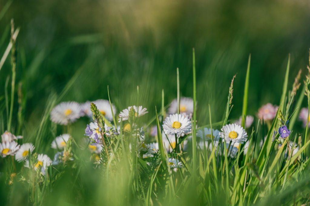 madeliefjes in het gras