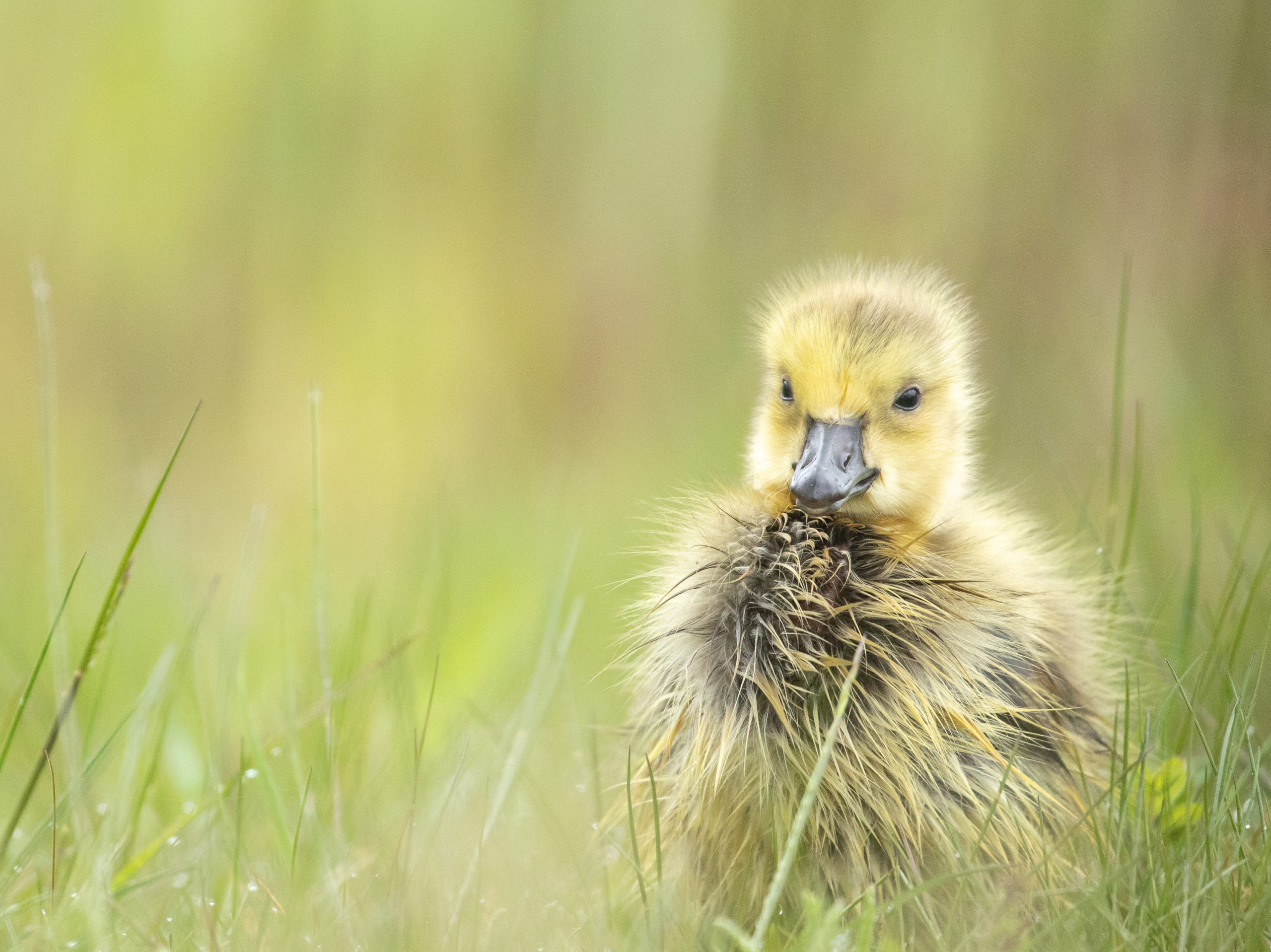 foto van de maand juni/juli