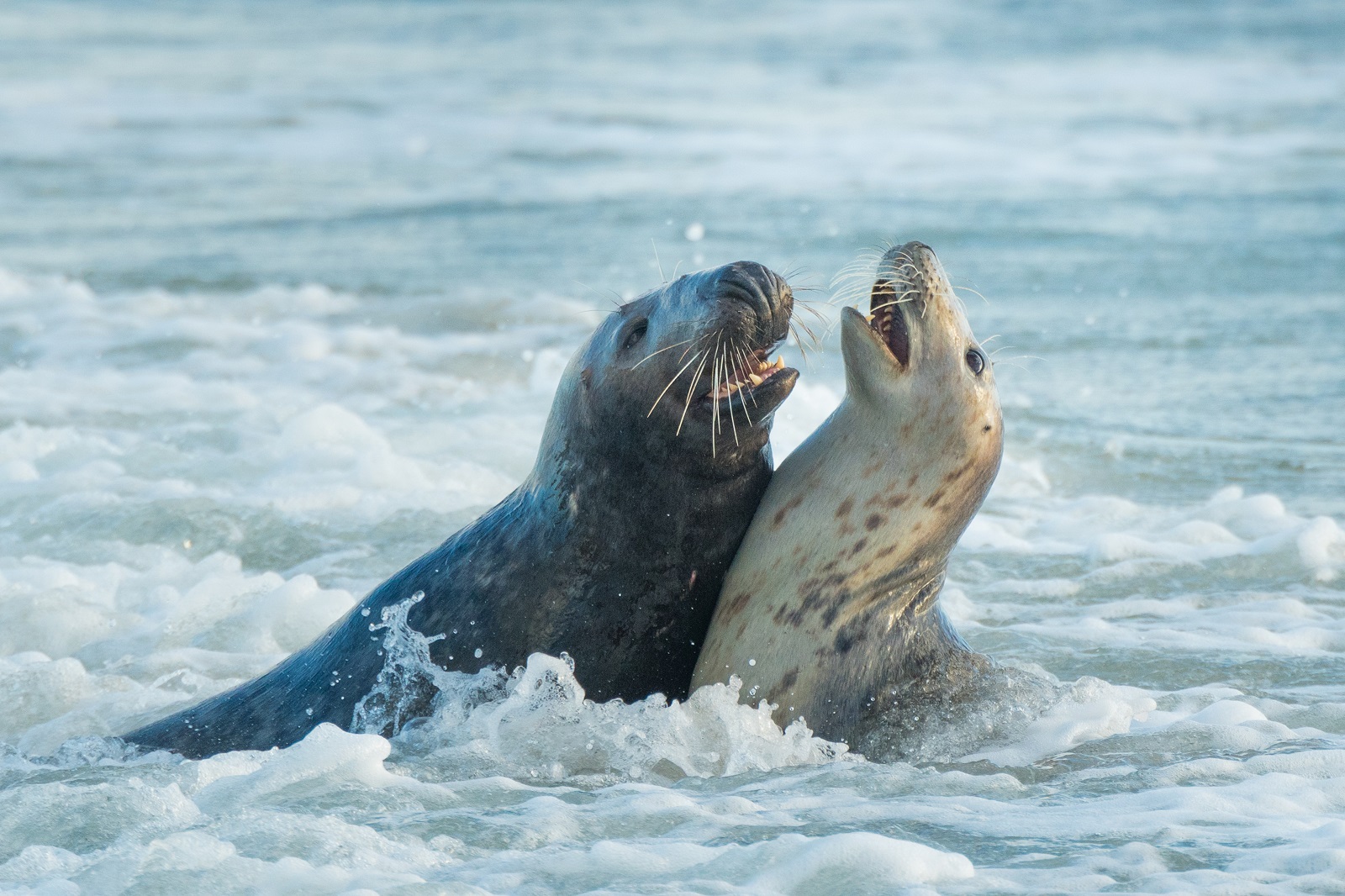 zeehonden blaffen