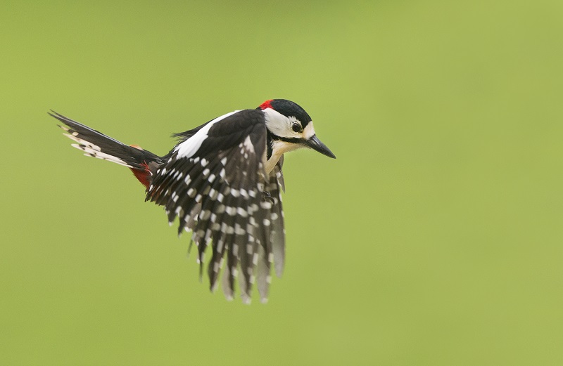 vogels kijken