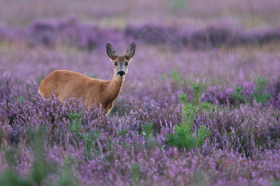 Heide fotograferen