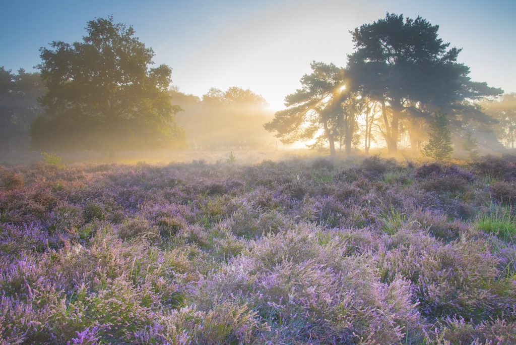 heide fotograferen