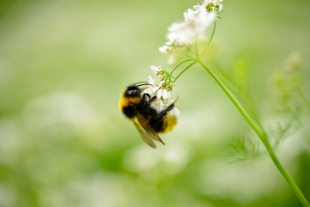 insecten helpen