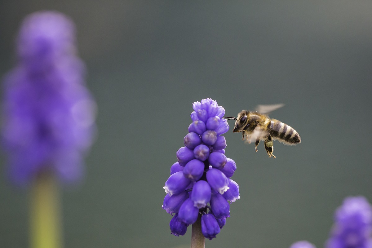 honingbij bij blauwe druif