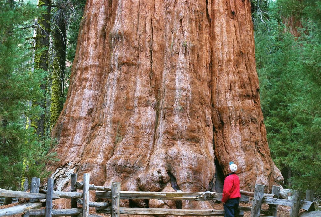 hoogste bomen