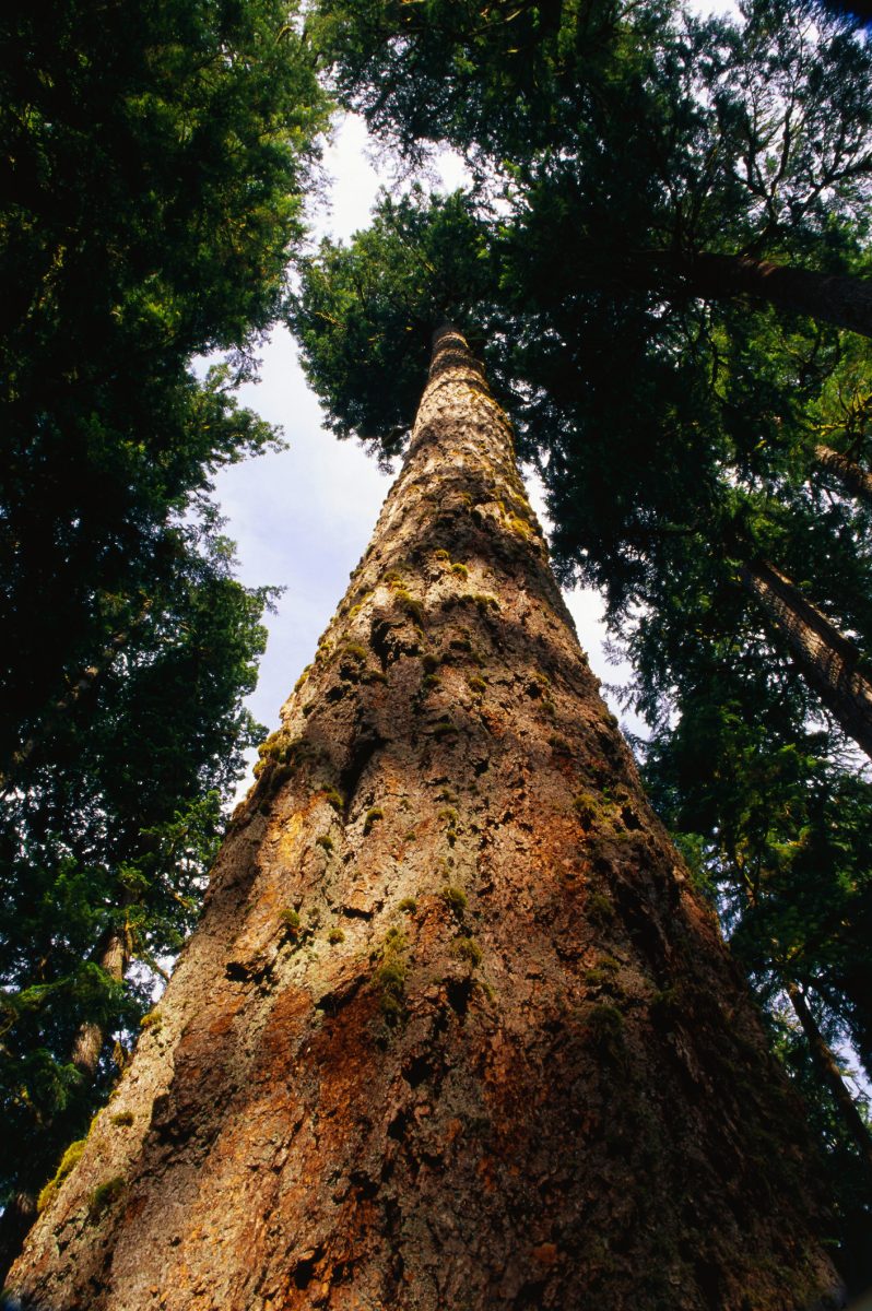 hoogste bomen