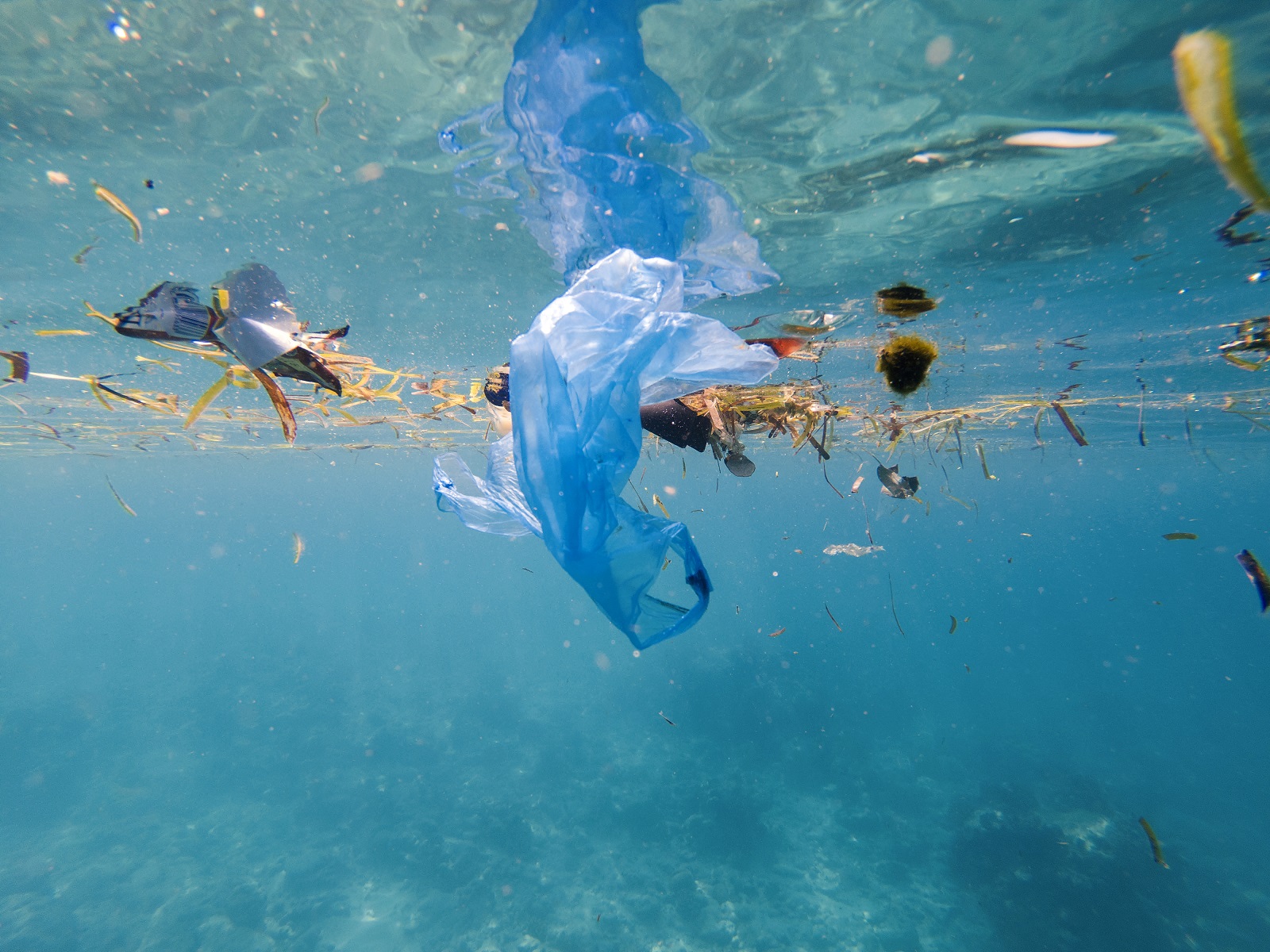 wereld oceanen dag