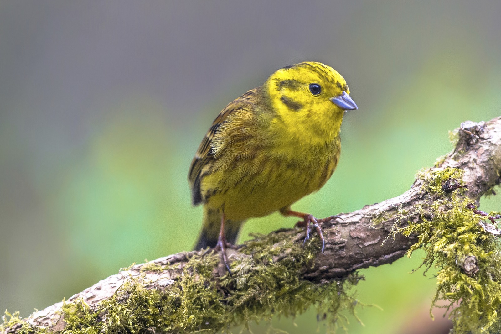 Natuurbankje