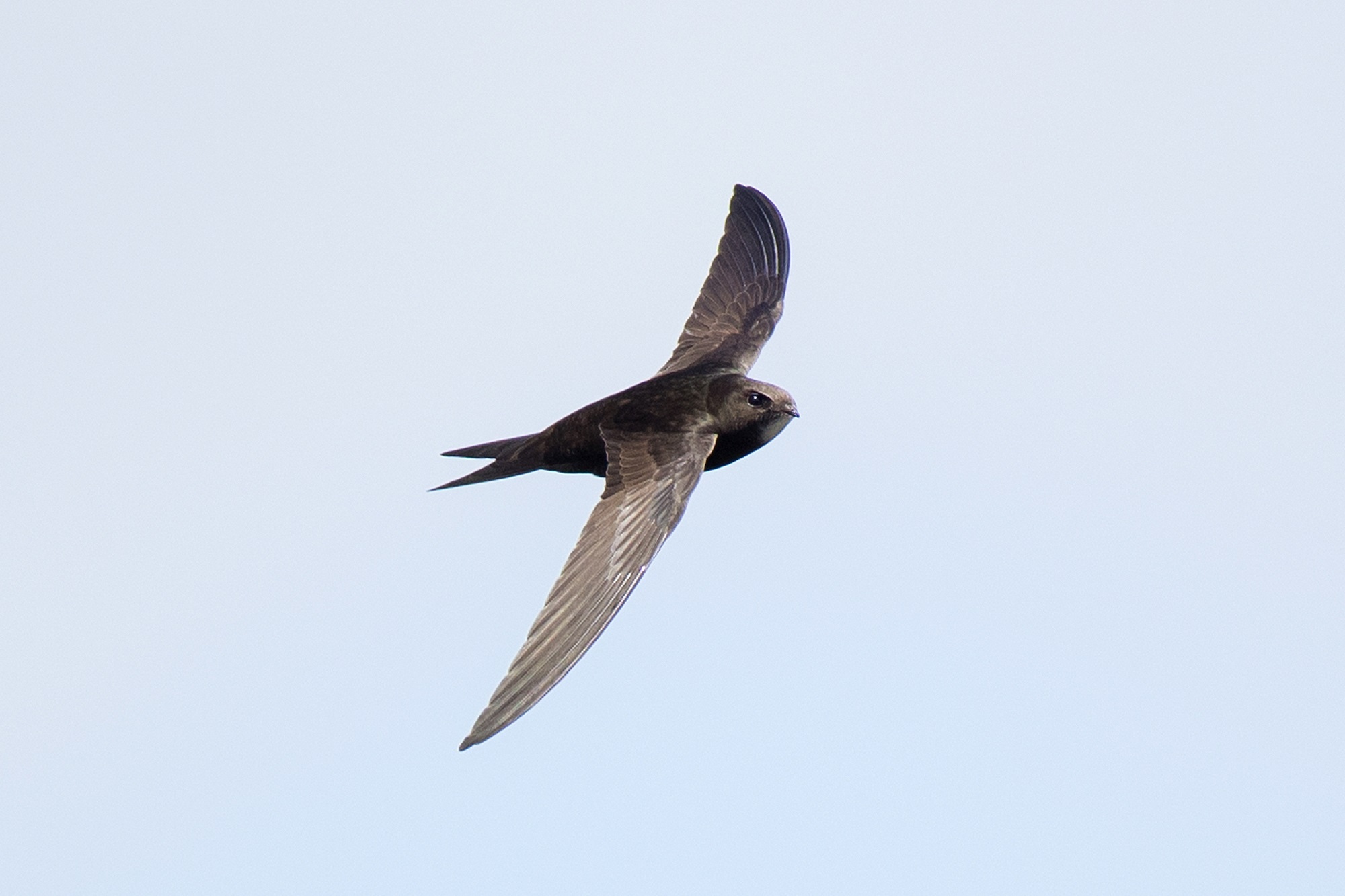 gierzwaluw in vlucht