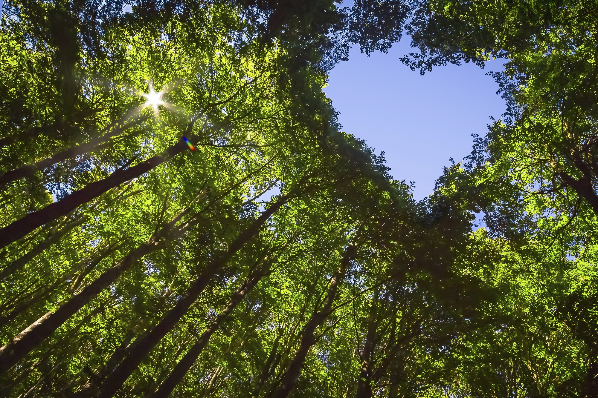 helende kracht van de natuur