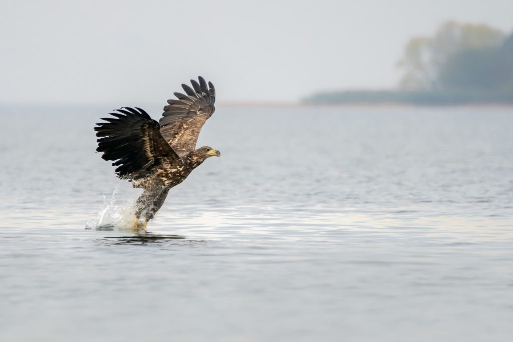 zeearend Oostvaardersplassen