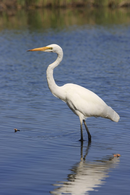 zilverreigers