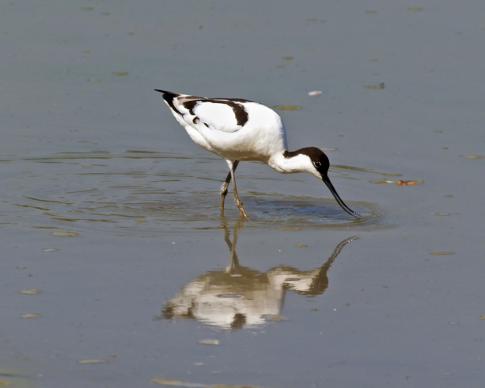 Marker Wadden