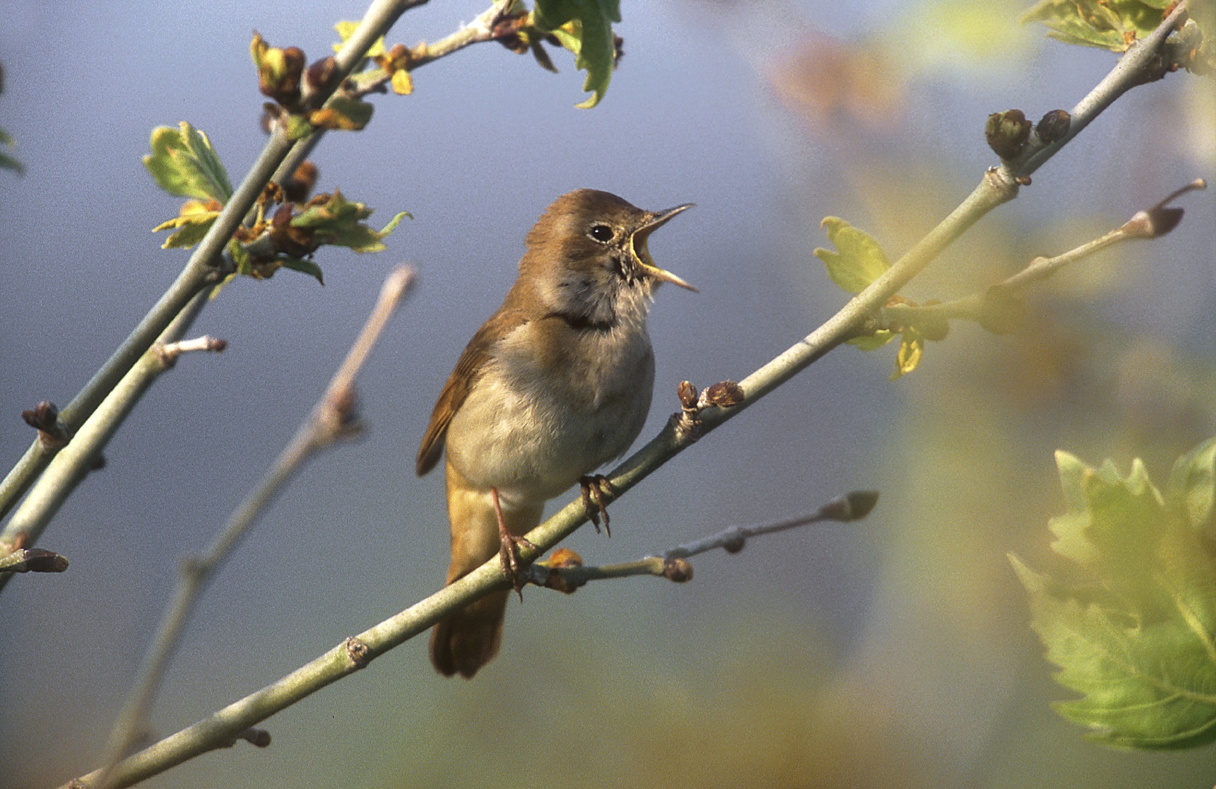 nachtegaal