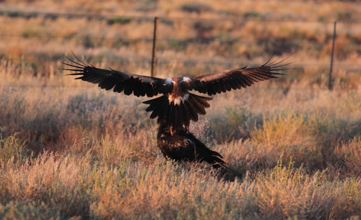 Top 10 vogels met de grootste spanwijdte - rootsmagazine.nl