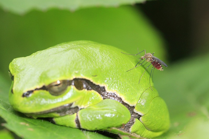 Insect van het jaar 2022