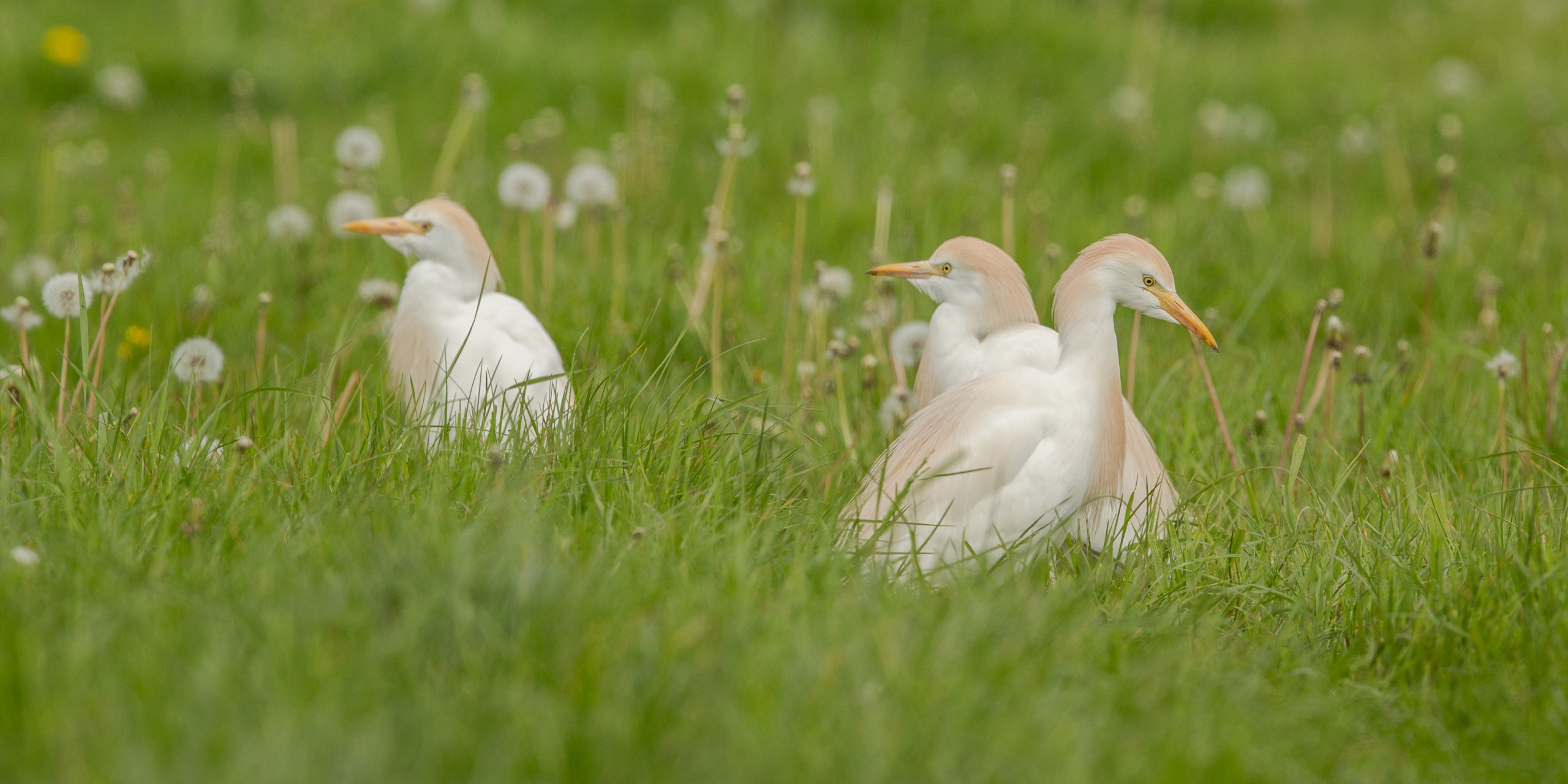 reiger