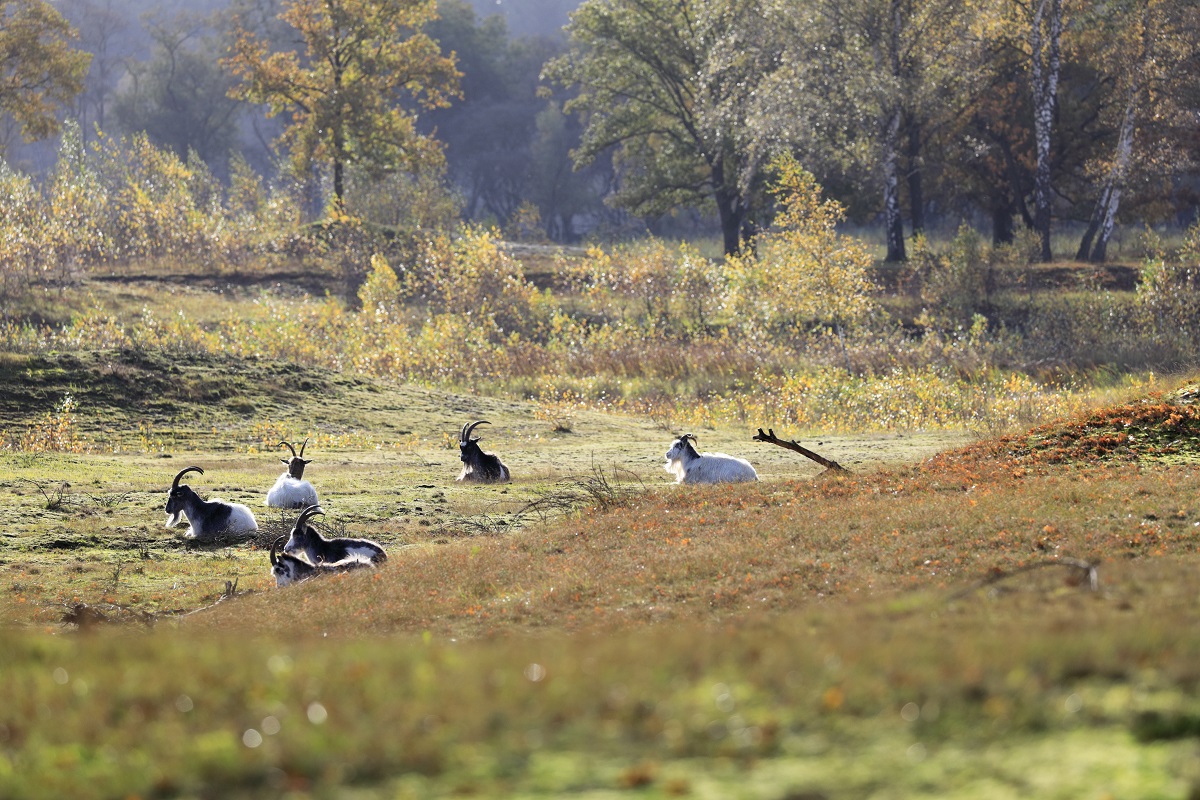 Een kudde landgeiten begraast het Laarder Wasmeer