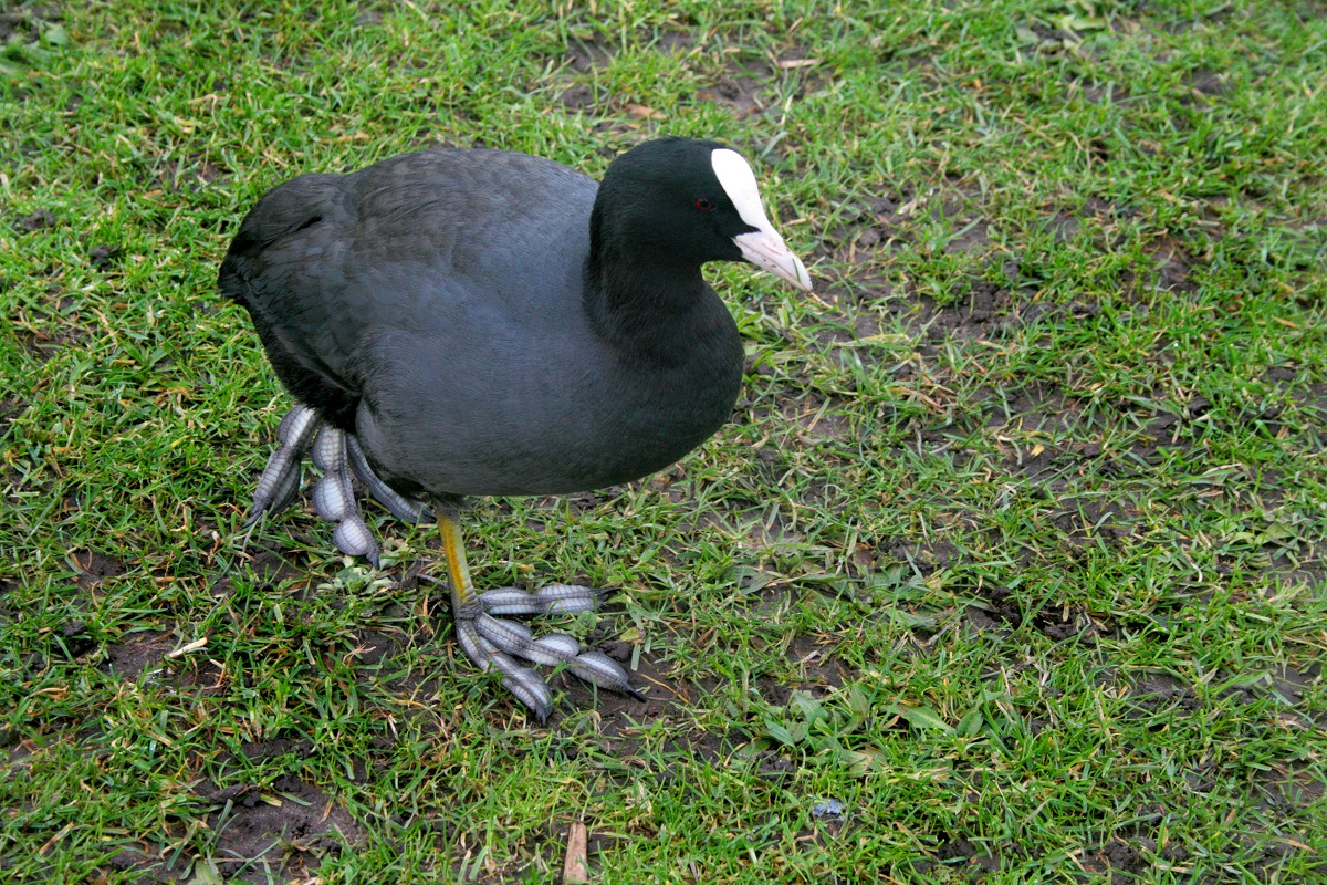 meerkoet op het gras