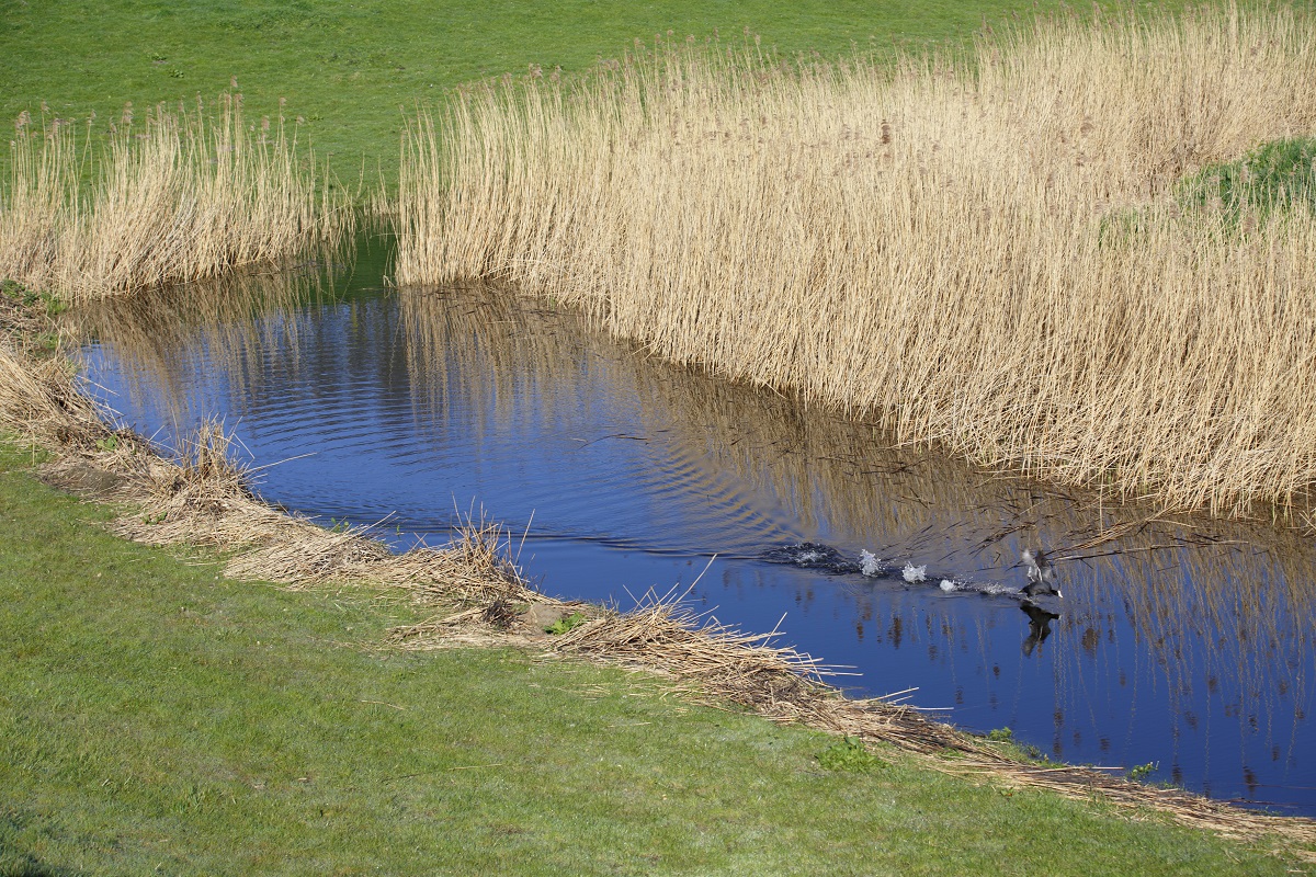 Meerkoet stijgt op vanuit het water