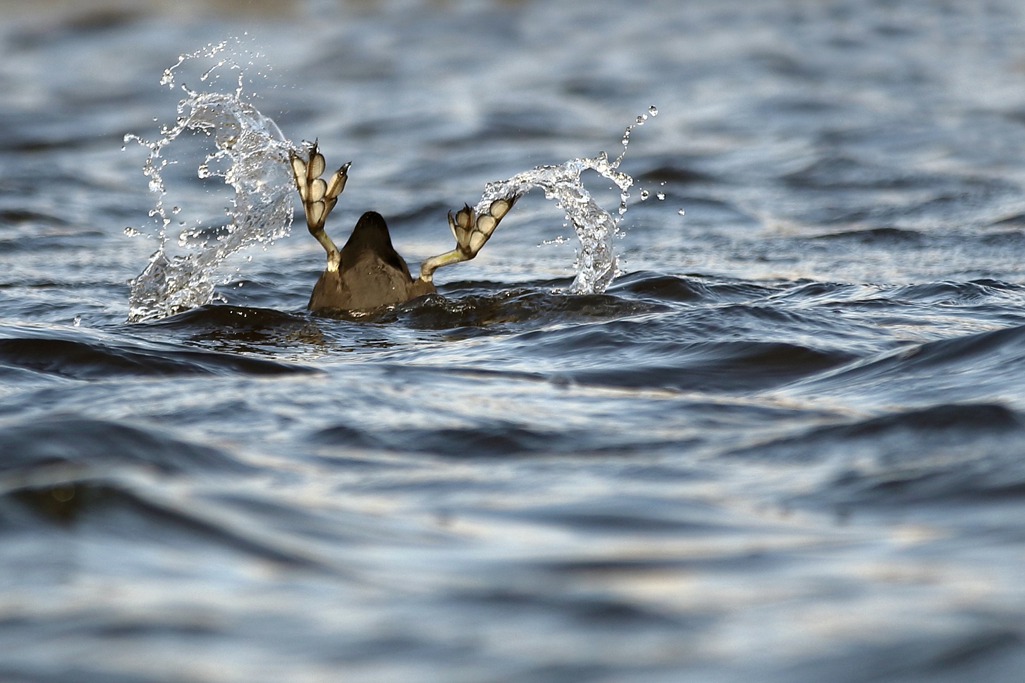 meerkoet op de kop in het water