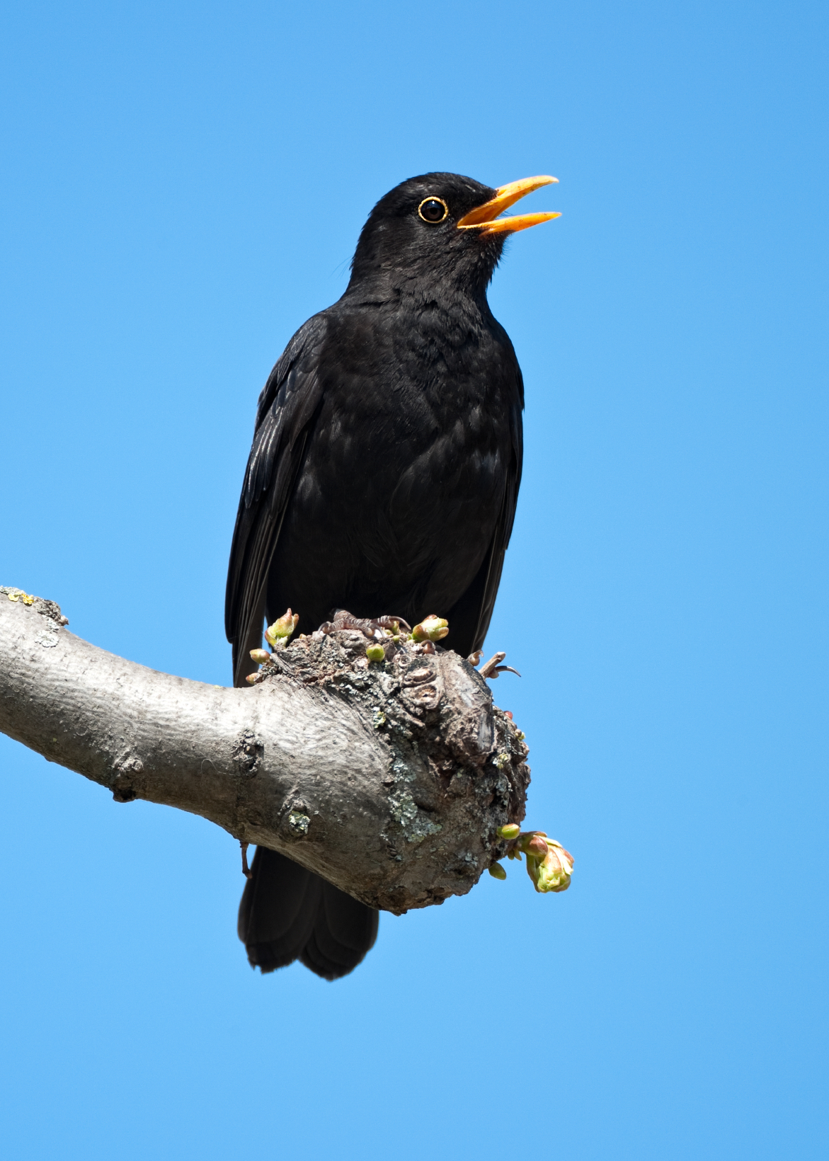 vogels zingen