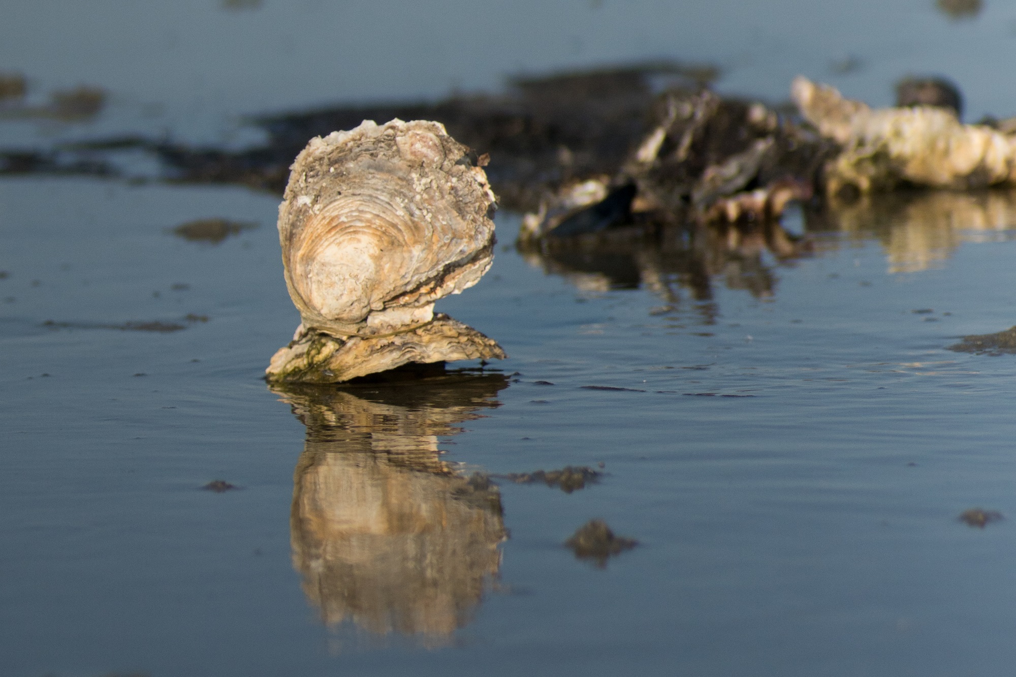 oesters parels