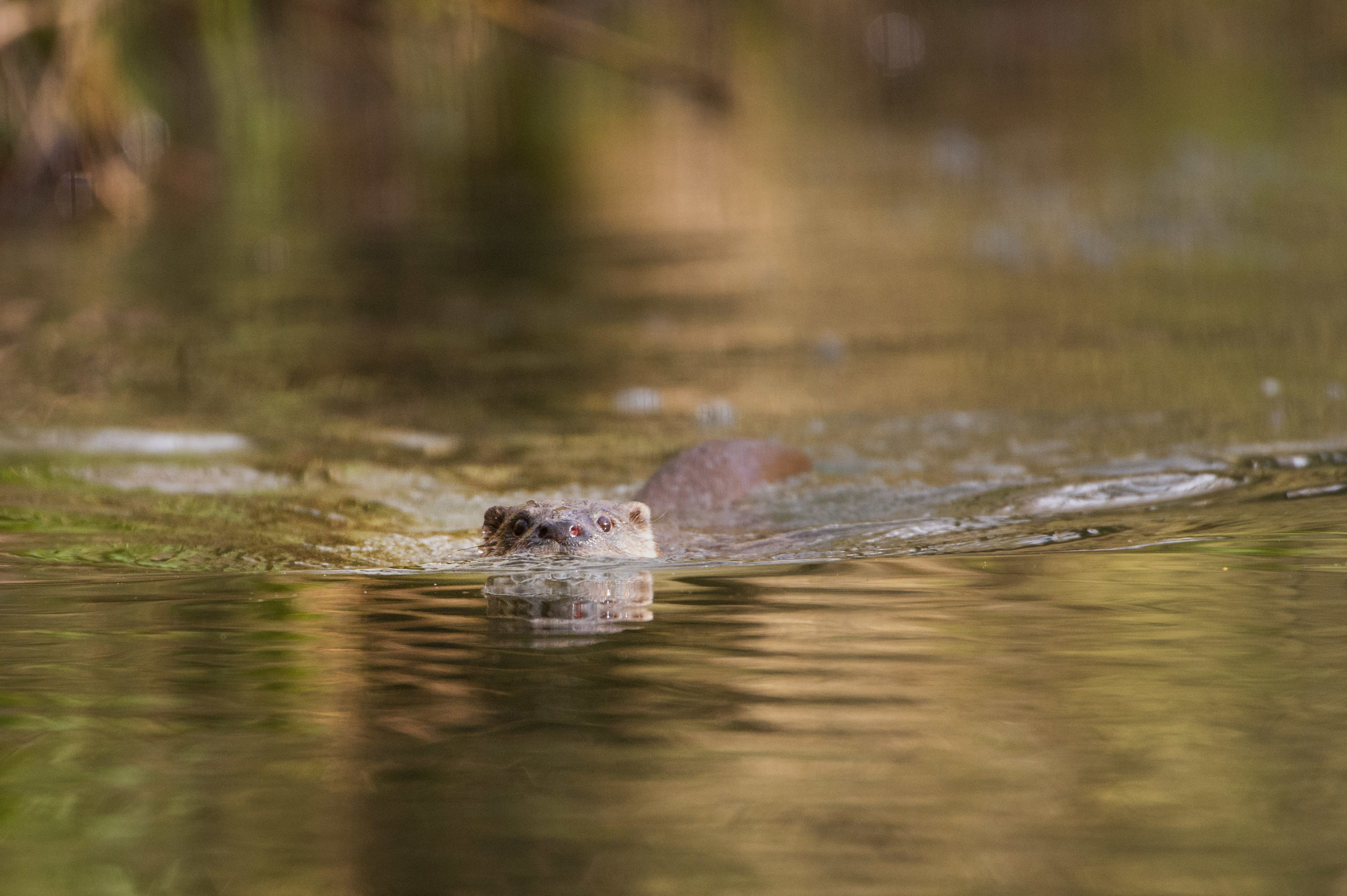 otters