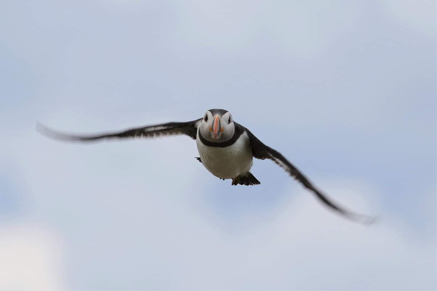 Papegaaiduiker boven de Nederlandse Noordzee