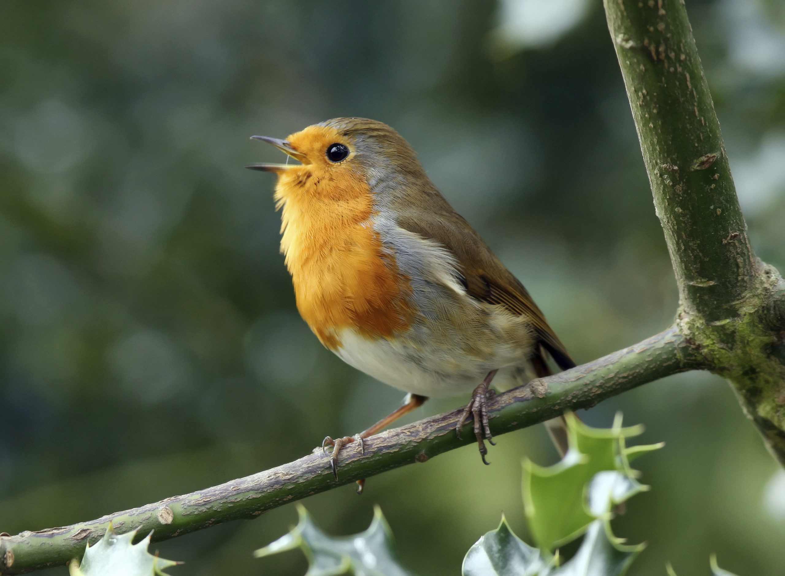 vogels zingen