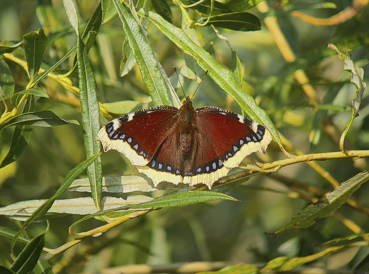 De opvallendste natuurobservaties van 2021