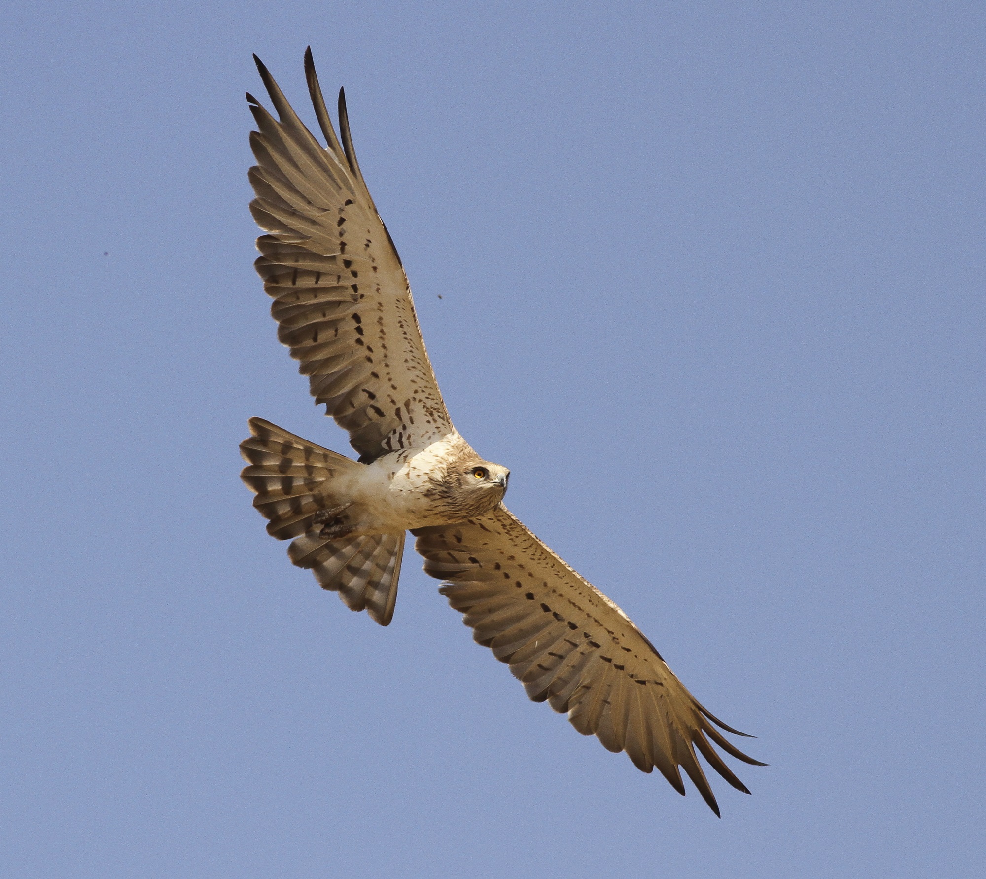 Nieuwe roofvogels