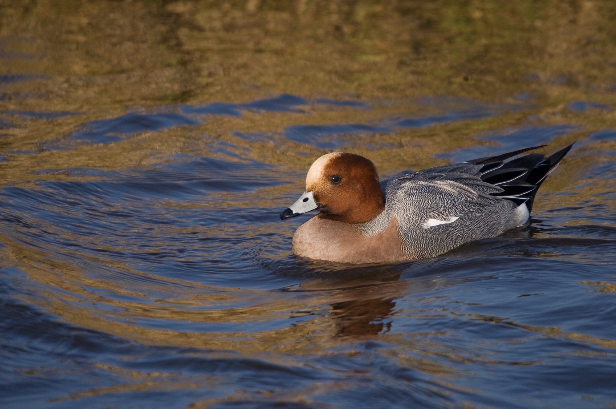 smient op het water