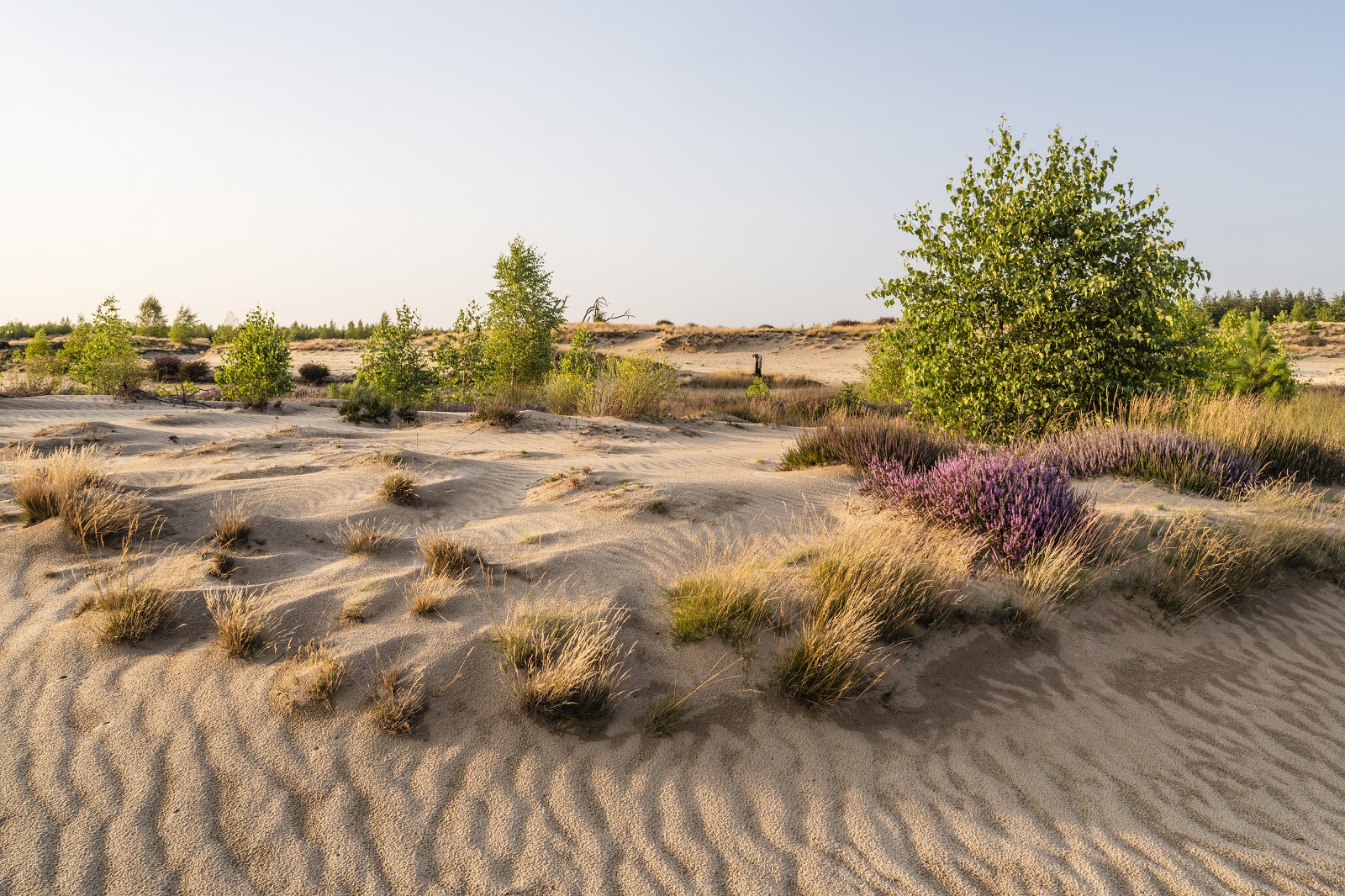 strabrechtse heide